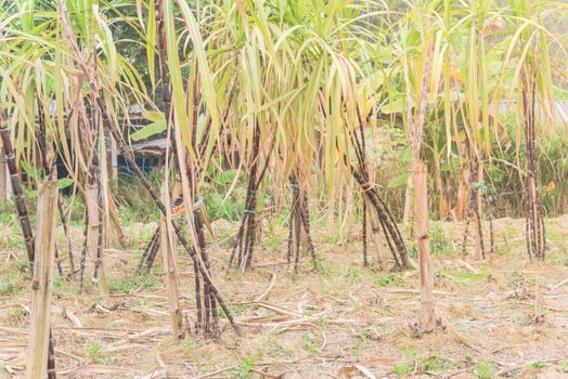 Organic sugarcane farm in country side of the North Vietnam. Healthy purple sugar cane stick stalks and green long leaves growing with bamboo trellis stake support