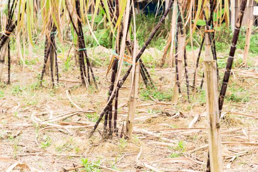 Close-up organic sugarcane root stick at farm in country side of the North Vietnam. Healthy purple sugar cane stalks and green long leaves growing with bamboo trellis stake support