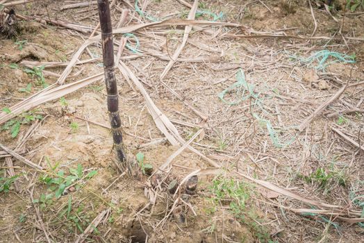 Single organic sugarcane root at farm in country side of the North Vietnam. Healthy purple sugar cane stick stalks and green long leaves growing on clay soil