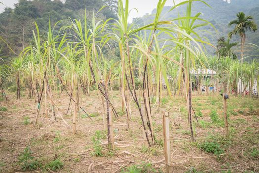 Organic sugarcane farm in country side of the North Vietnam. Healthy purple sugar cane stick stalks and green long leaves growing with bamboo trellis stake support