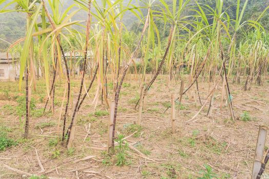 Organic sugarcane farm in country side of the North Vietnam. Healthy purple sugar cane stick stalks and green long leaves growing with bamboo trellis stake support