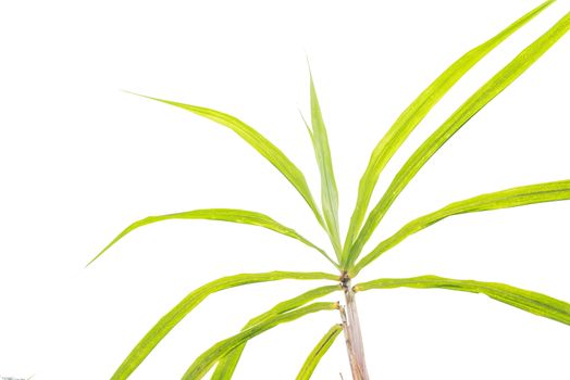 Sugarcane leaves and tops isolated on white background. Long green leaves with clipping path and copy space