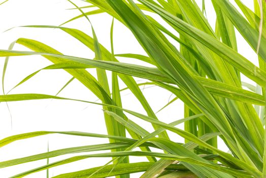 Green lush of sugarcane leaves isolated on white background. Long green leaves with clipping path and copy space