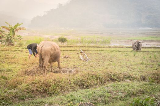 Unidentified worker is working on the farm with leashed black buffalo and plow. Traditional ploughing in rural and remote farmland village in the North Vietnam. Mountains are in background