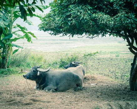Vintage image two black buffalo on leashed are resting under tree shade near farm land in remote area of the North Vietnam. Asian traditional agricultural and rural Vietnam background