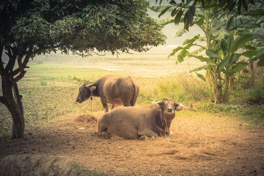 Two black buffalo on leashed are resting under tree shade near farm land in remote area of the North Vietnam. Asian traditional agricultural and rural Vietnam background