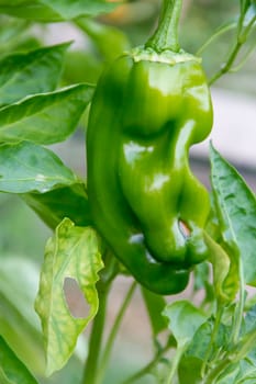cultivation of green pepper in the organic garden