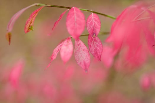 Autumn pink Leaves in the forest. Shallow depth of field