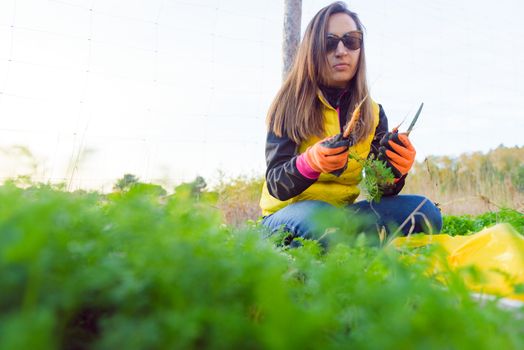 Farmer holds carrots in his hands. Collecting harvest: orange carrot in hands of female farmer. Close-up of carrots harvested from the garden. Concept of healthy eating.