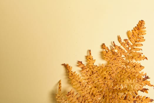 Autumn fern leaves isolated on yellow background with copy space. Horizontal orienattion. Minimalistic style. View from above.