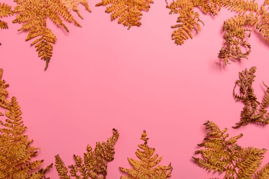 Autumn fern leaves isolated on pink background with copy space. Horizontal orienattion. Minimalistic style. View from above.