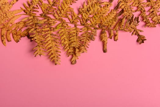Autumn fern leaves isolated on pink background with copy space. Horizontal orienattion. Minimalistic style. View from above.