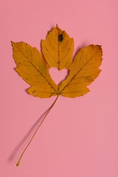 Background group autumn orange, green, yellow and brown leaves. with the heart shape cut out in the middle on pink background. Studio shoot. View from above. Horizontal orientation. Copy space.