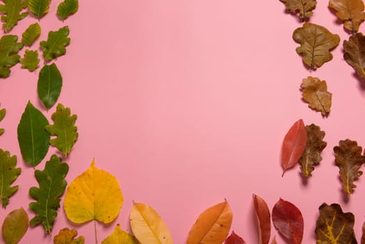 Background group autumn orange, green, yellow and brown leaves. with the heart shape cut out in the middle on pink background. Studio shoot. View from above. Horizontal orientation. Copy space.