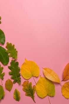 Background group autumn orange, green, yellow and brown leaves. with the heart shape cut out in the middle on pink background. Studio shoot. View from above. Horizontal orientation. Copy space.