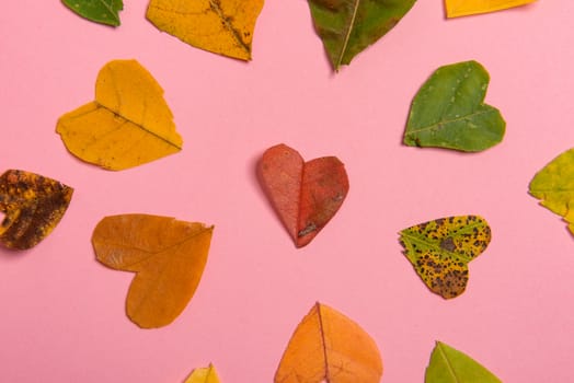 Background group autumn orange, green, yellow and brown leaves. with the heart shape cut out in the middle on pink background. Studio shoot. View from above. Horizontal orientation. Copy space.