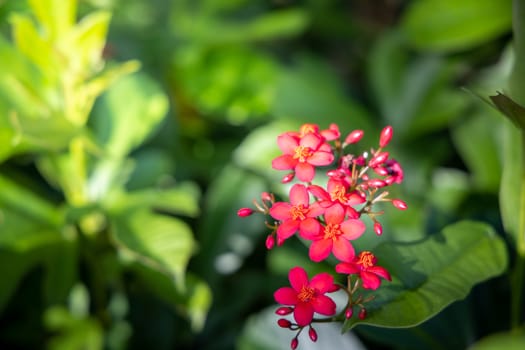 The background image of the colorful flowers, background nature