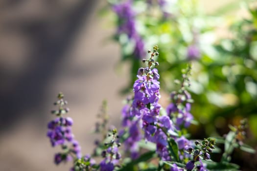 The background image of the colorful flowers, background nature