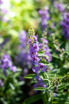 The background image of the colorful flowers, background nature