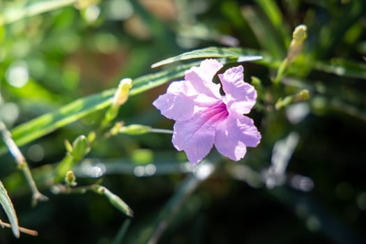 The background image of the colorful flowers, background nature