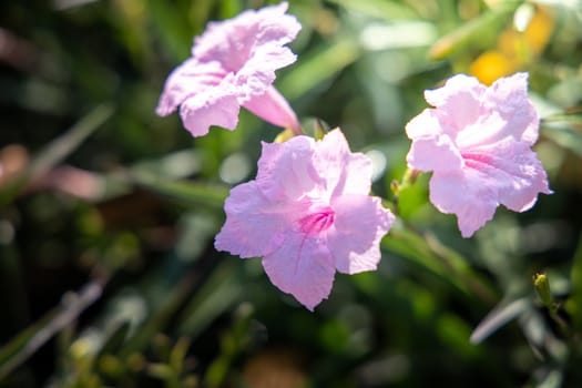 The background image of the colorful flowers, background nature