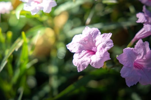 The background image of the colorful flowers, background nature