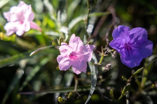 The background image of the colorful flowers, background nature