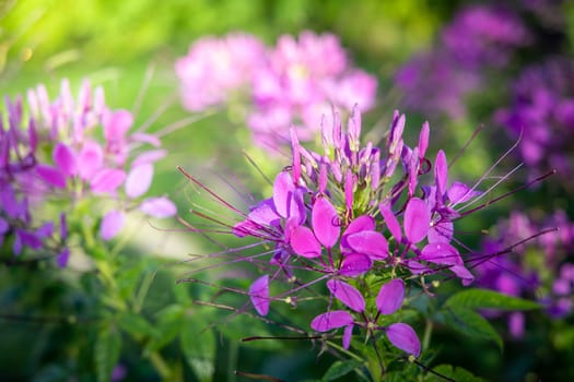 The background image of the colorful flowers, background nature