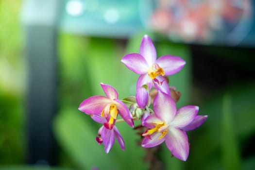 The background image of the colorful flowers, background nature