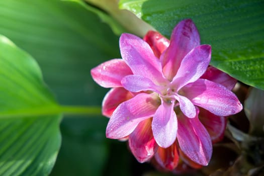 The background image of the colorful flowers, background nature