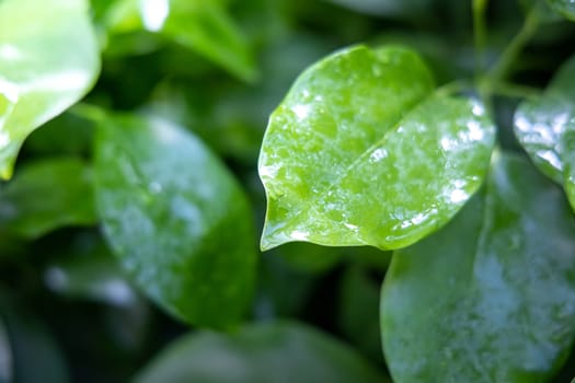 Close Up green leaf under sunlight in the garden. Natural background with copy space.