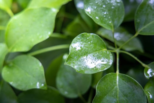 Close Up green leaf under sunlight in the garden. Natural background with copy space.