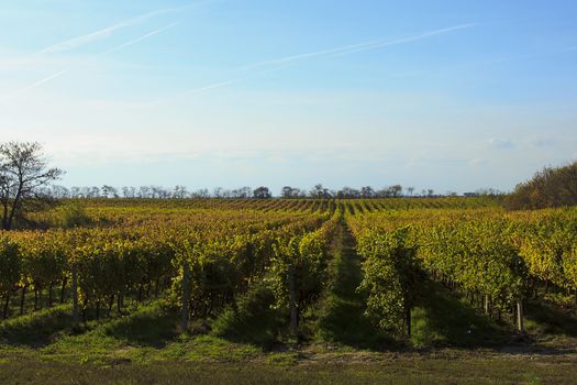 Vineyards in autumn, natural landscape in fine weather