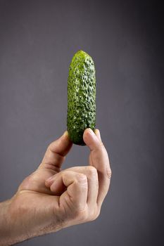 Green fresh cucumber in a man's hand