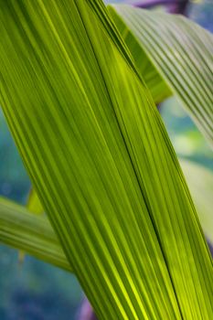 Natural macro photo with tropical green leaf fragment