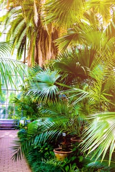 Palm leaves green background, nature, garden tropical