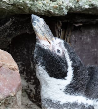 Humboldt penguin resting on it's nest, rocky area