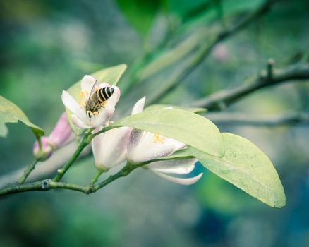 A honey bee is gathering carpels on the lime flower. Nature citrus spp, citrus limon pink and white buds blossom at springtime.