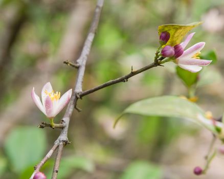 Blooming flowers and burgeons on a lemon tree branch at kitchen garden in the North Vietnam. Nature blossom citrus spp, citrus limon pink and white flowers at springtime.