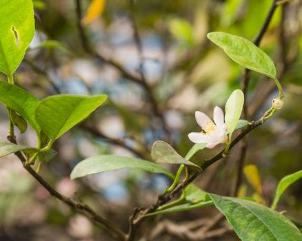 Close-up blooming pink and white lime flowers on a lemon tree branch at kitchen garden in the North Vietnam.