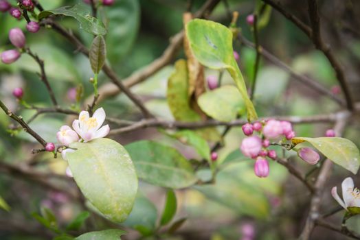 Blooming flowers and burgeons on a lemon tree branch at kitchen garden in the North Vietnam. Nature blossom citrus spp, citrus limon pink and white flowers at springtime.