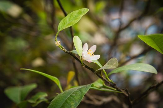 Close-up blooming pink and white lime flowers on a lemon tree branch at kitchen garden in the North Vietnam.