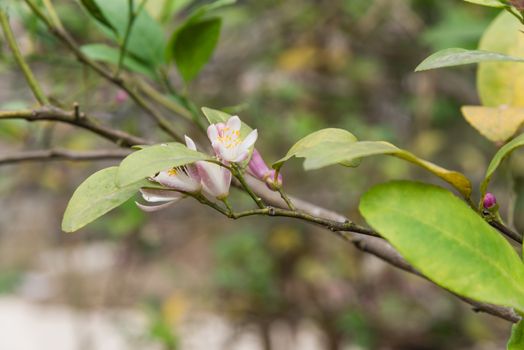 Blooming flowers and burgeons on a lemon tree branch at kitchen garden in the North Vietnam. Nature blossom citrus spp, citrus limon pink and white flowers at springtime.