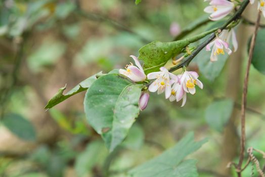 Blooming flowers and burgeons on a lemon tree branch at kitchen garden in the North Vietnam. Nature blossom citrus spp, citrus limon pink and white flowers at springtime.