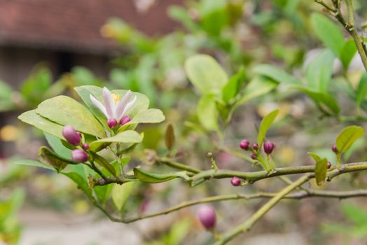 Blooming flowers and burgeons on a lemon tree branch at kitchen garden in the North Vietnam. Nature blossom citrus spp, citrus limon pink and white flowers at springtime.