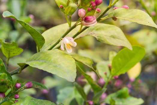 Blooming flowers and burgeons on a lemon tree branch at kitchen garden in the North Vietnam. Nature blossom citrus spp, citrus limon pink and white flowers at springtime.