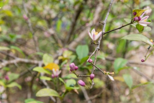 Blooming flowers and burgeons on a lemon tree branch at kitchen garden in the North Vietnam. Nature blossom citrus spp, citrus limon pink and white flowers at springtime.