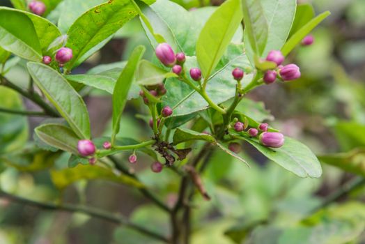 Close-up view buds of lemon tree and leaves in the garden at the North Vietnam. Nature citrus spp, citrus limon pink and white buds blossom at springtime.