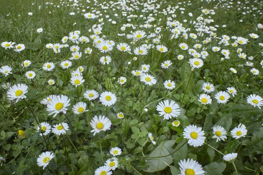Texture of daisies in a spring garden with wide-angle shot.