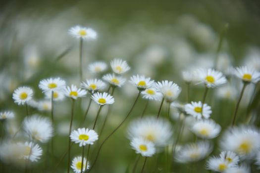 Shot with many daisies in a flower garden with slight presence of a particular haze